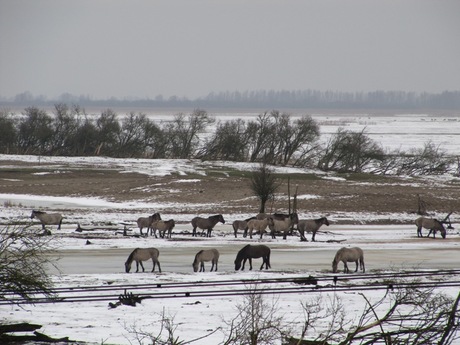 paarden aan de oostervaartserplassen