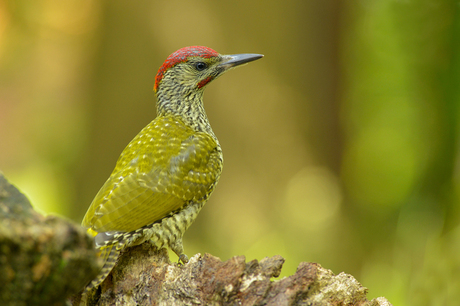 Groene specht juveniel