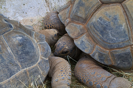 Smoezende schildpadden