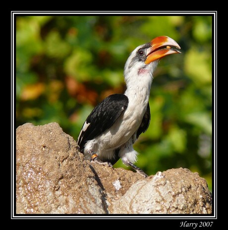 Kleine Neushoornvogel