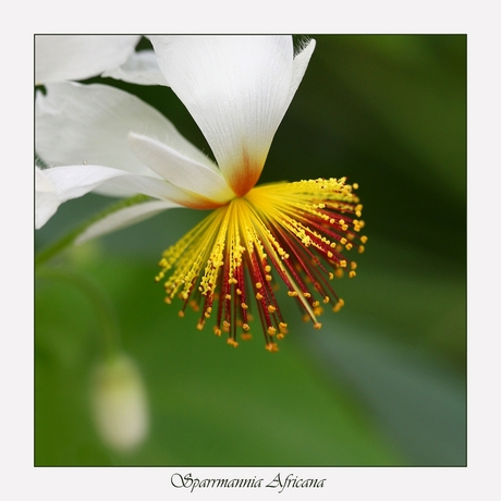 Sparrmannia africana