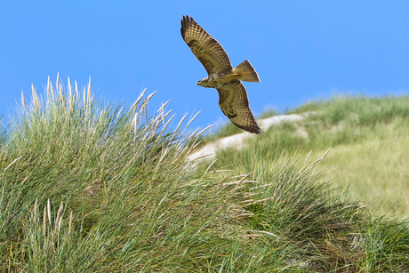 Buizerd in de duinen