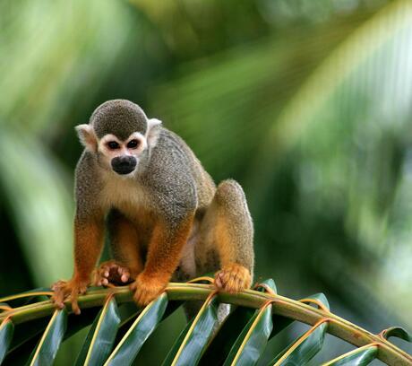 Guyane Francaise