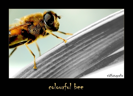 colourful bee