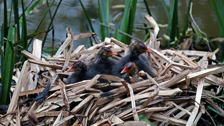 Jonge meerkoeten