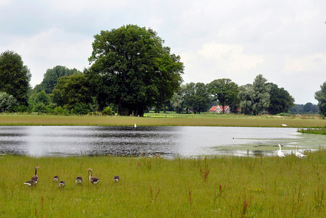 Nieuwe Natuur