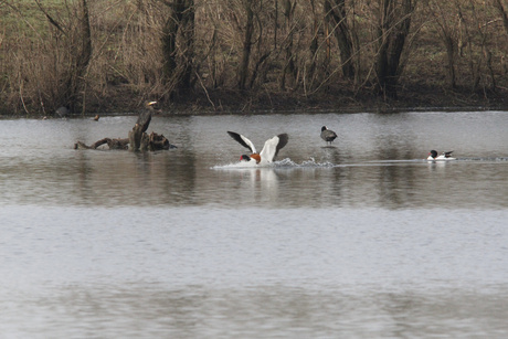 watervogelpartij