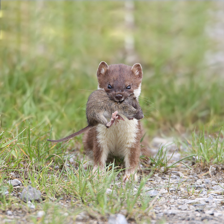 hermelijn met muis