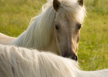 Paarden