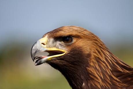 arendbuizerd