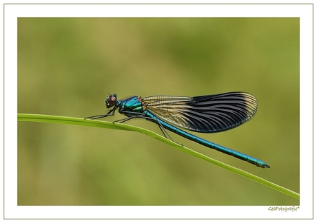 Beautiful Dragonfly *