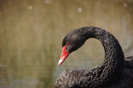 Black swan