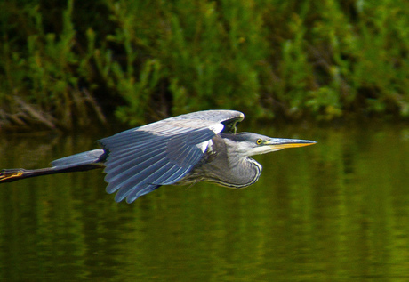 Blauwe reiger