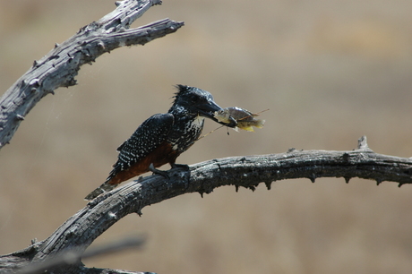 Giant King Fisher