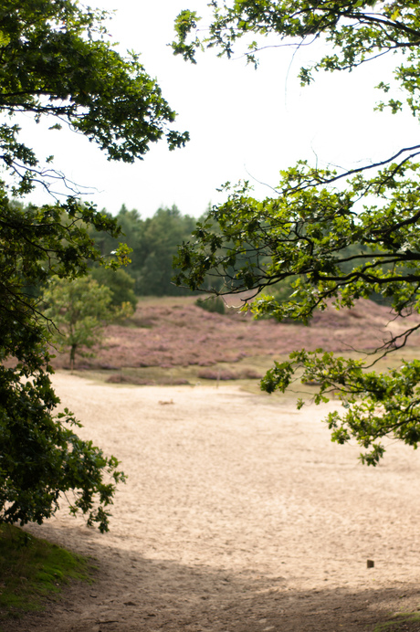 heide in het bos