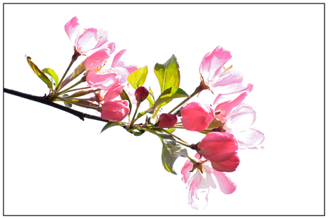 Prunus