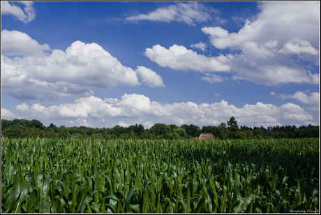 Maisveld bij Vierhouten