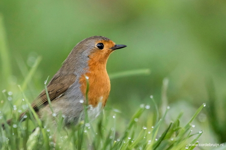 Roodborst in de vroege ochtend