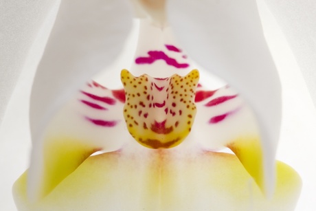 orchidee