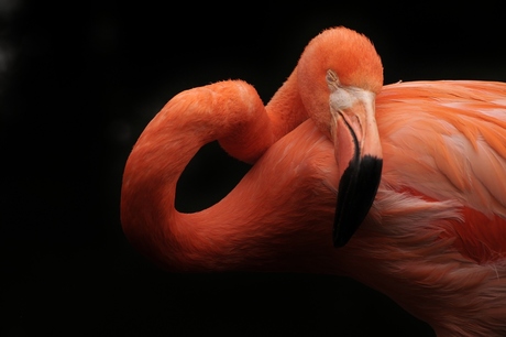 Slapende Flamingo.