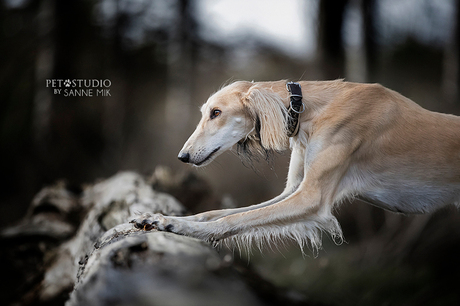 Saluki Focus