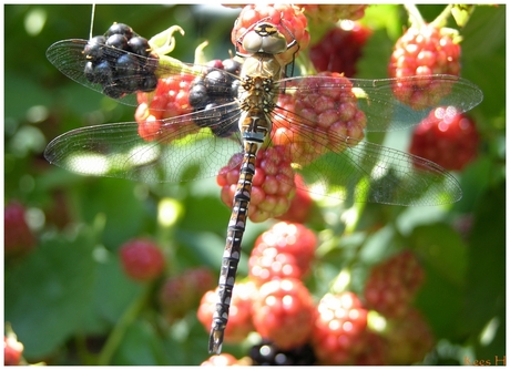 Libelle op bramenstruik