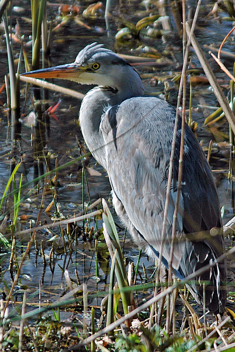 Reiger