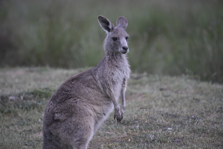 Kangaroo