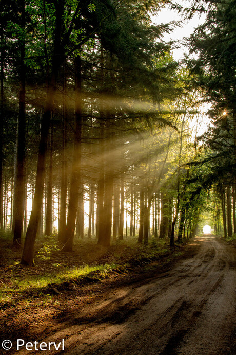 zonnestralen in het bos