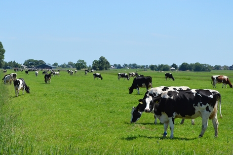 Koeien in Bovenkerkerpolder