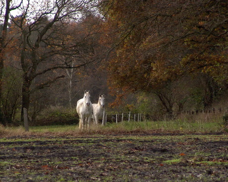 Witte paardjes