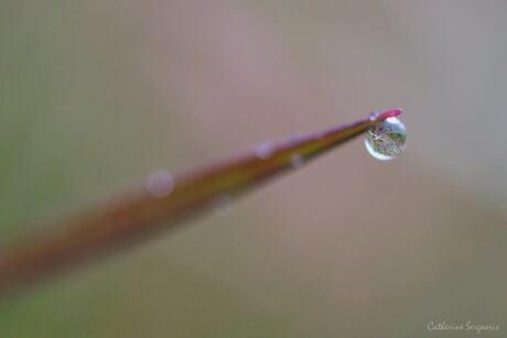 Raindrop