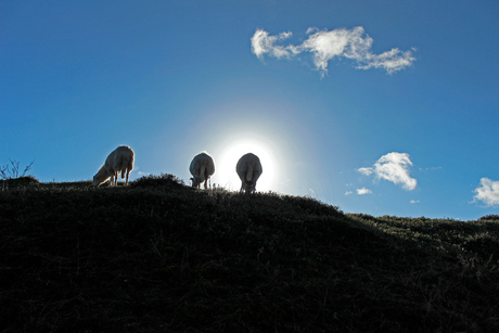 Achter de schapen schijnt de zon...