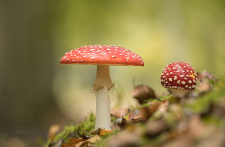 Vliegenzwammen in het bos