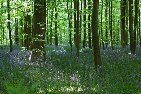 Hallerbos