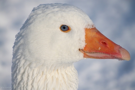 Vriendje de gans