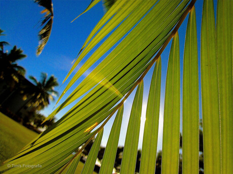 Palmblad Fiji