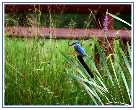 IJsvogel