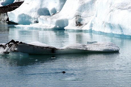 Zeehond