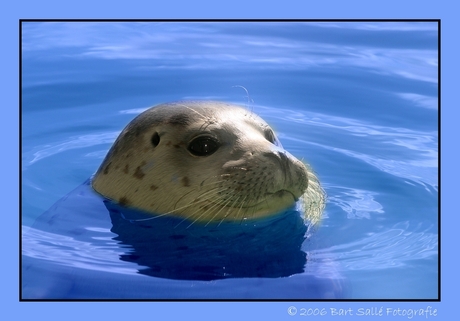 Blue Seal