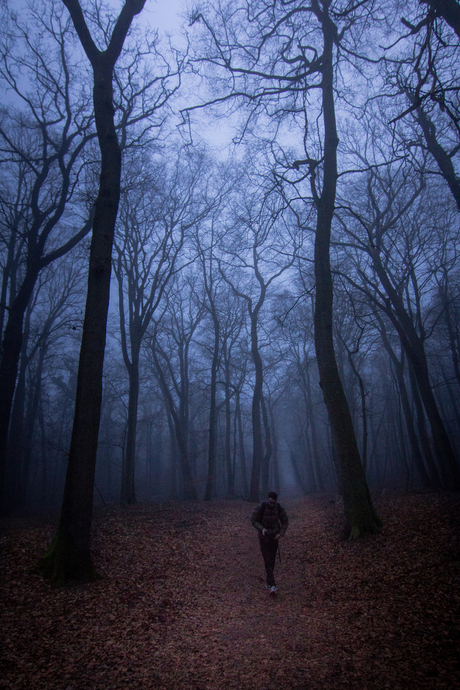 foggy forest