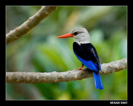 Kingfisher