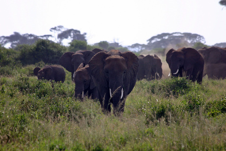 out of kenia