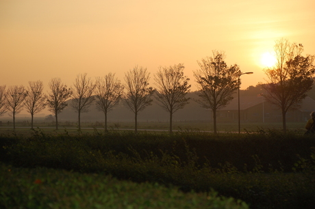 Bomen op Schier