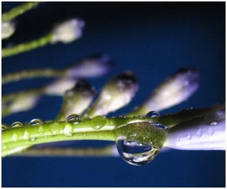 Bloem met de onuitspreekbare naam