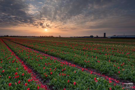 Bloemen velden Hillegom