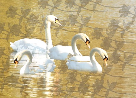 zwanen & rozen hoor bij elkaar