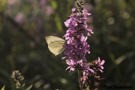 natuur van Tys Damhuis 2011 (77)