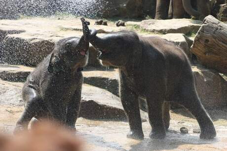 Spelende olifantjes