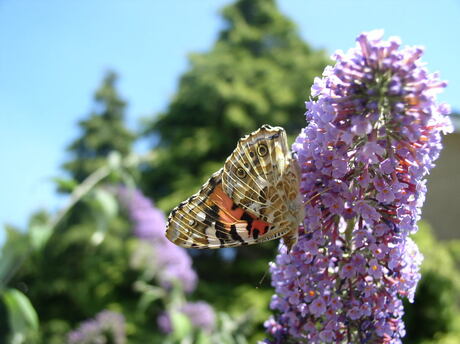 Een vlinder op een paarse buddlea